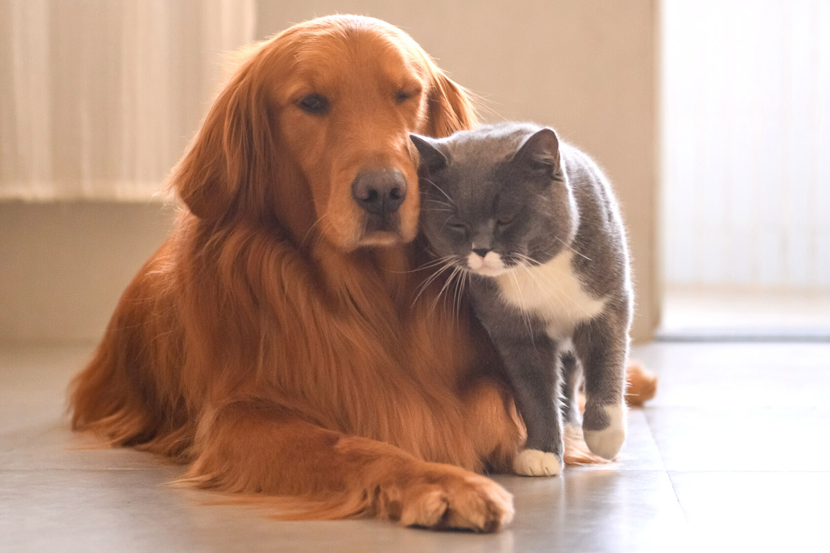 Pet Insurance coverage from Policy Holder Cover